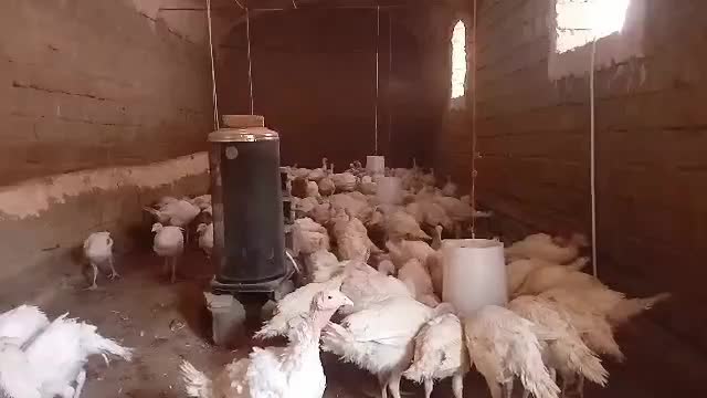 بوقلمون سنگین وزن (بیوتی۶)|حیوانات مزرعه|بوکان, |دیوار