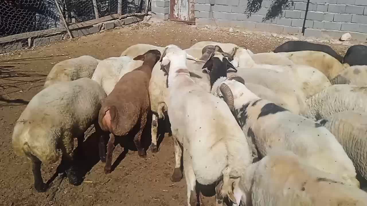 بره نر|حیوانات مزرعه|خبر, |دیوار