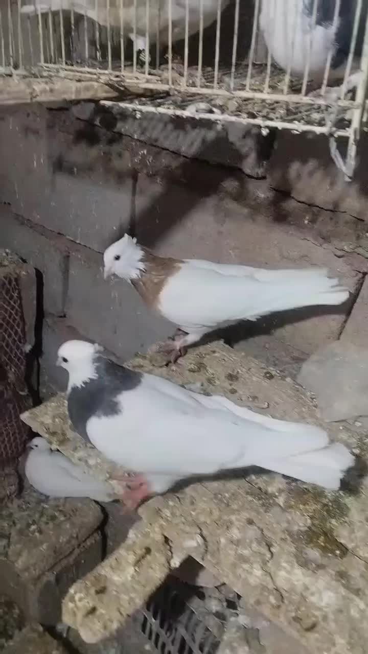 کفترطوقیجفتگاه|پرنده|سبزوار, شرق کال شمالی|دیوار