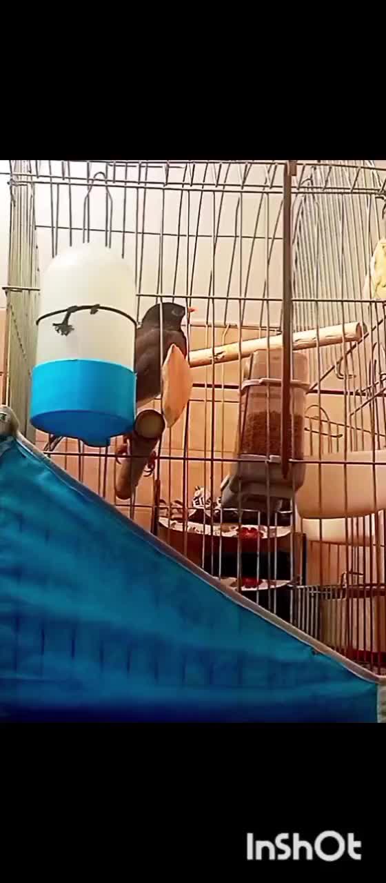 مینا سخنگو|پرنده|زاهدان, |دیوار