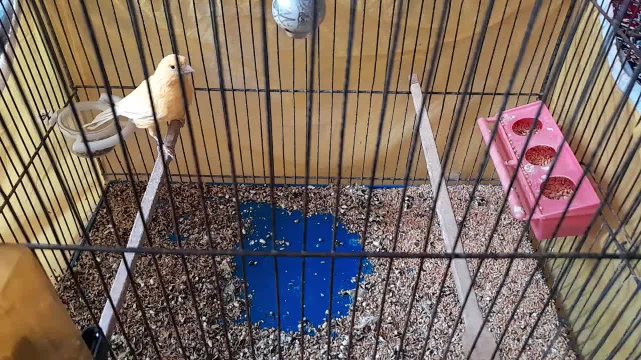 قناری سرخ ماده|پرنده|اصفهان, جاوان|دیوار