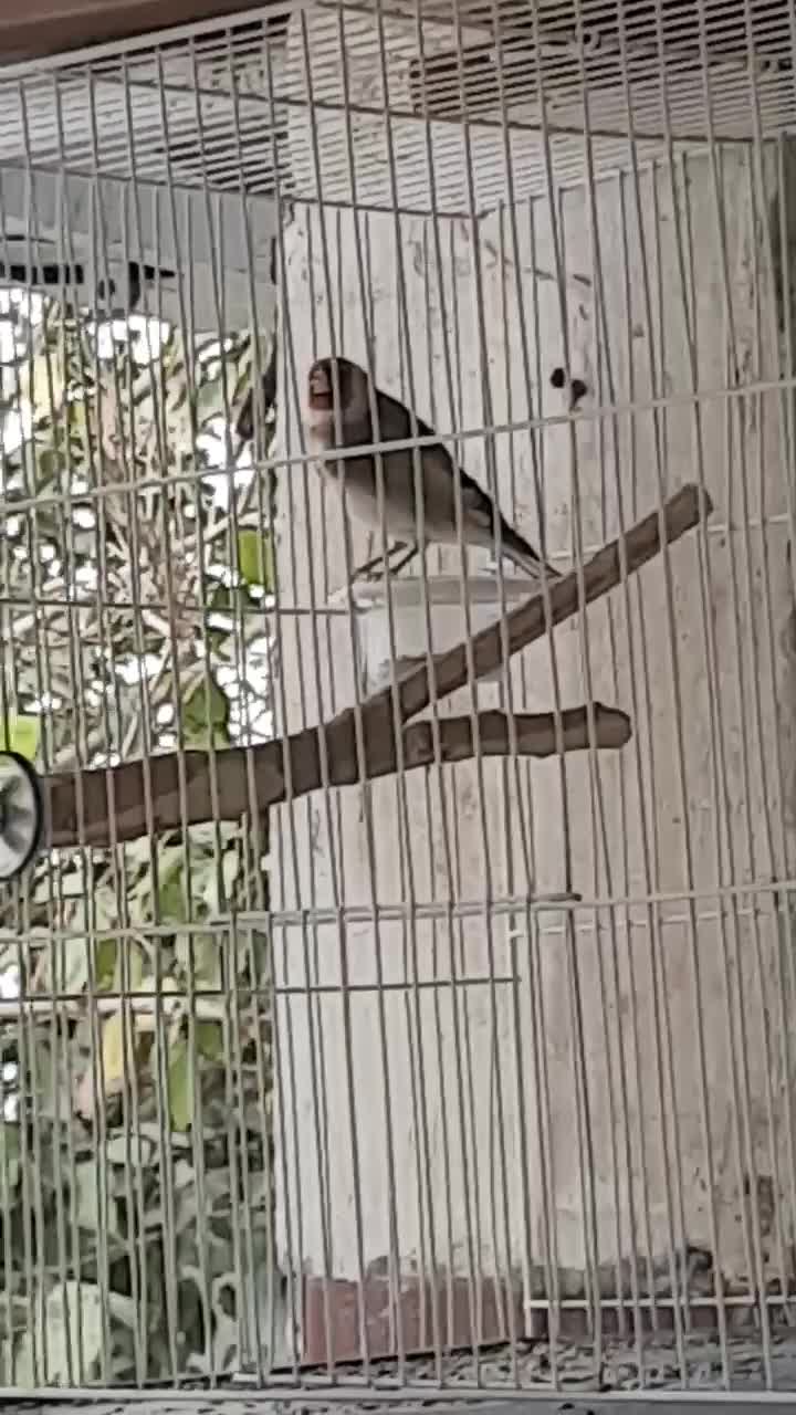 سهره نرچهارگل بخون|پرنده|تایباد, |دیوار