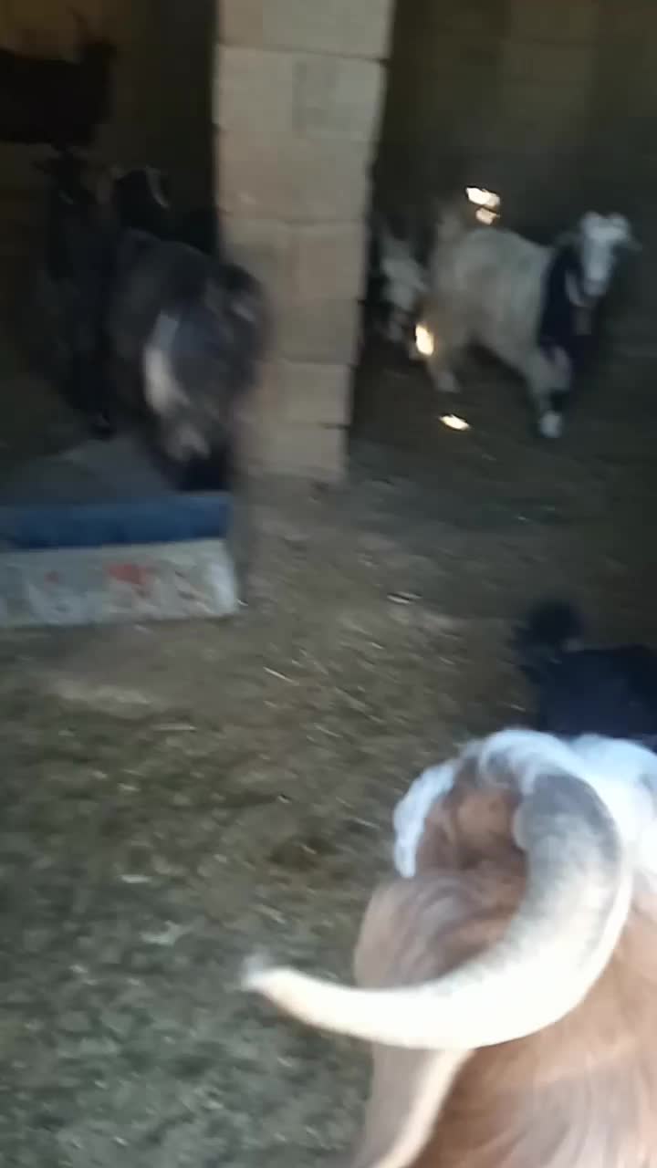 ۹بز بیگ|حیوانات مزرعه|مسجد سلیمان, |دیوار