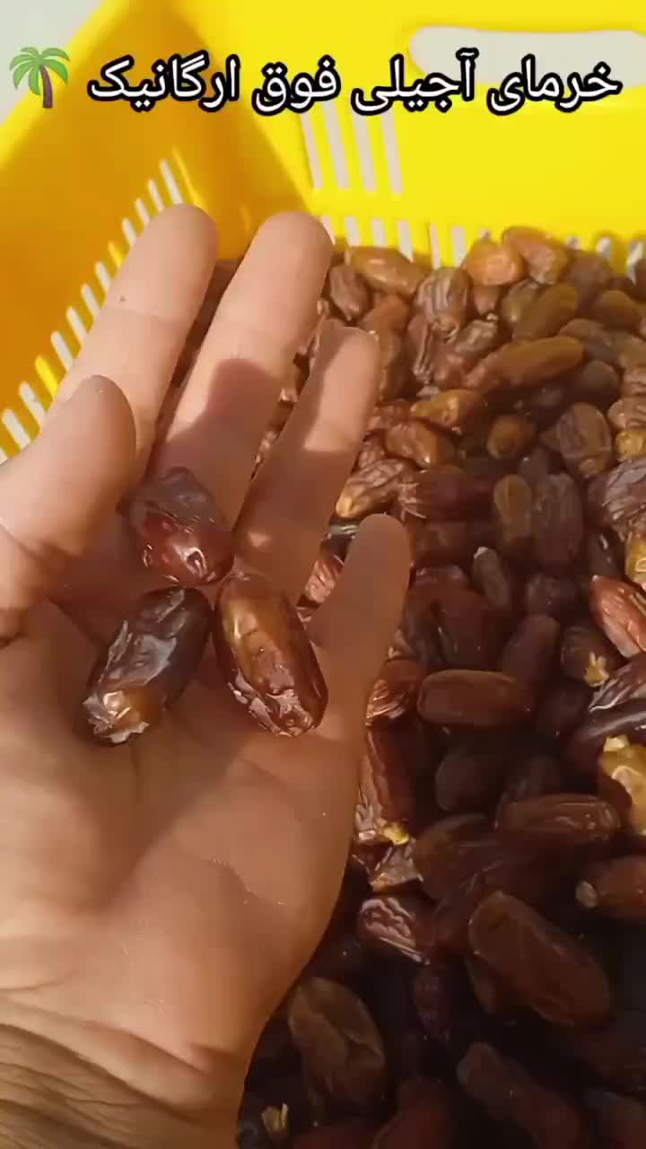 خرمای آجیلی فوق ارگانیک سعمران|خوردنی و آشامیدنی|قم, چهل درخت‎|دیوار