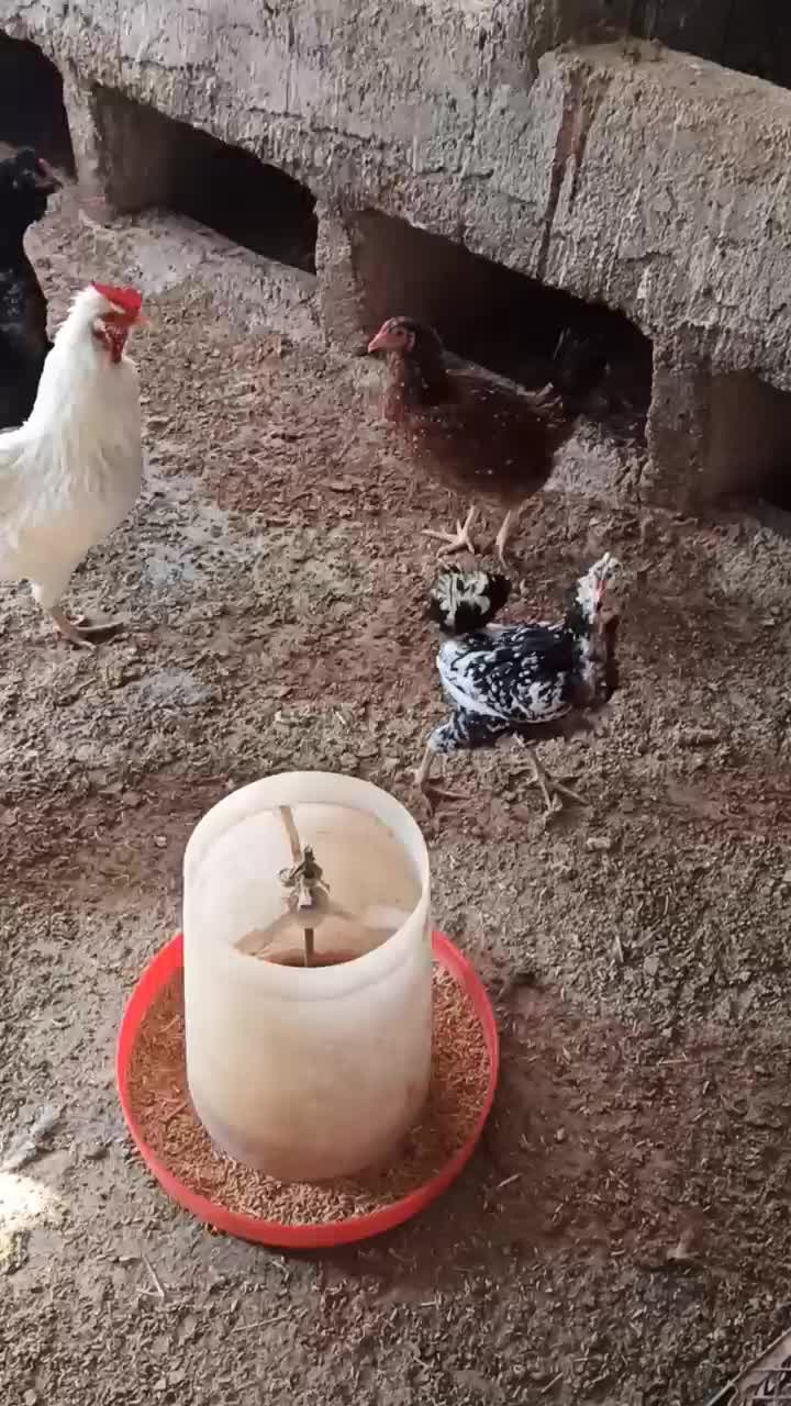 مرغ و خروس گلین و گیل اصل گیلانی|حیوانات مزرعه|پیشوا, |دیوار