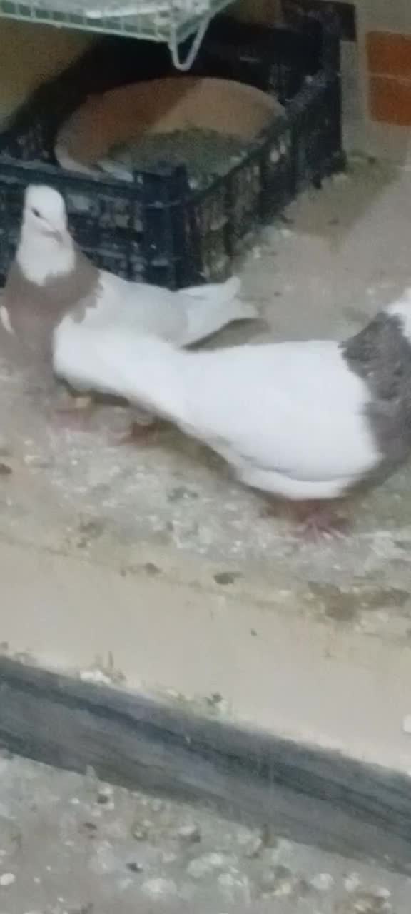 کفتر‌طوقی‌|پرنده|تهران, تختی|دیوار