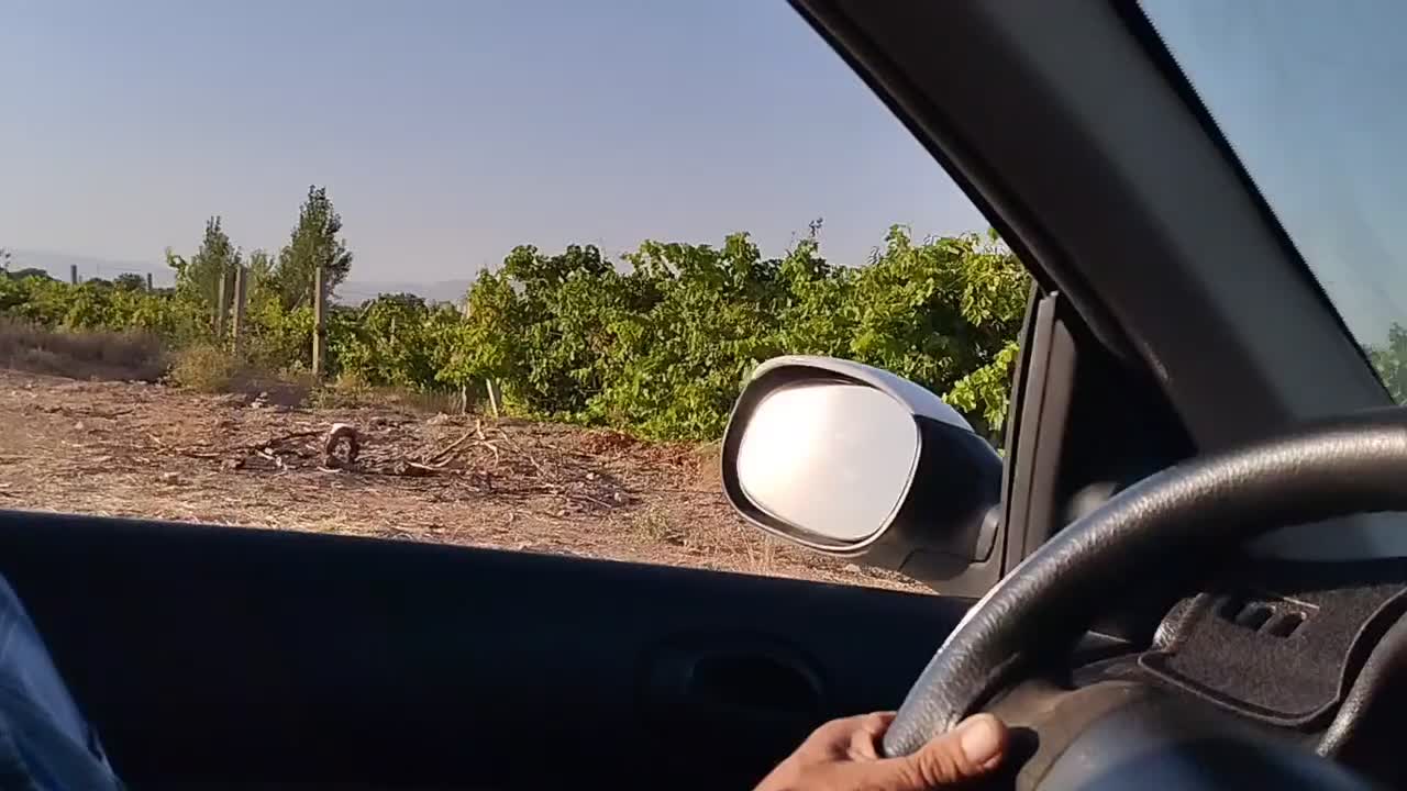 باغ انگور داربستی سفید جوان ۴۸۰۰متر|فروش زمین و ملک کلنگی|ابهر, |دیوار