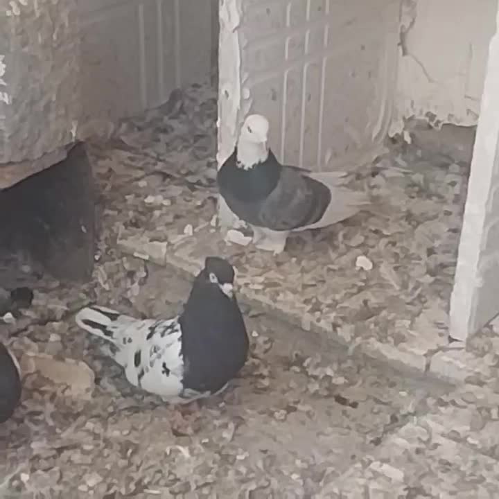 سبز پلنگ نر گنبکی|پرنده|فهرج, |دیوار