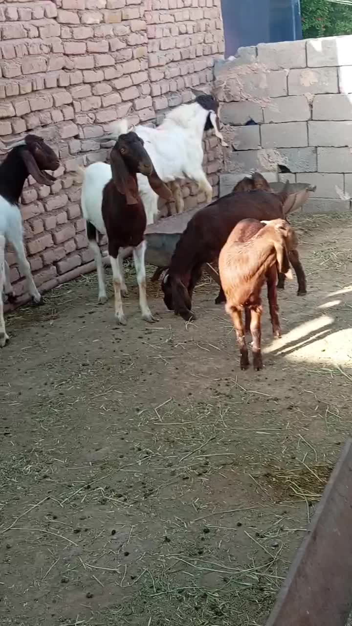 ***|حیوانات مزرعه|تربت‌حیدریه, بوستان باغ ملی|دیوار