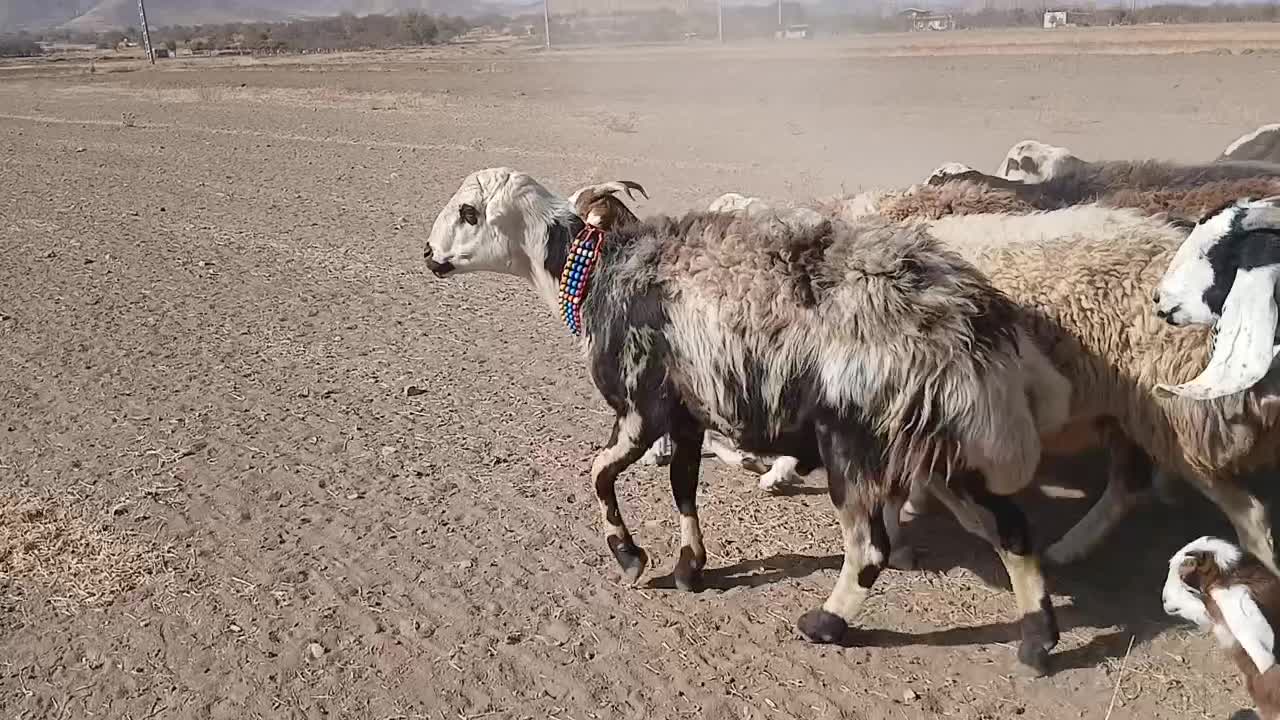 بره ماده پلنگی و یک راس شیشک قوچوشیشک ابستن|حیوانات مزرعه|شازند, |دیوار