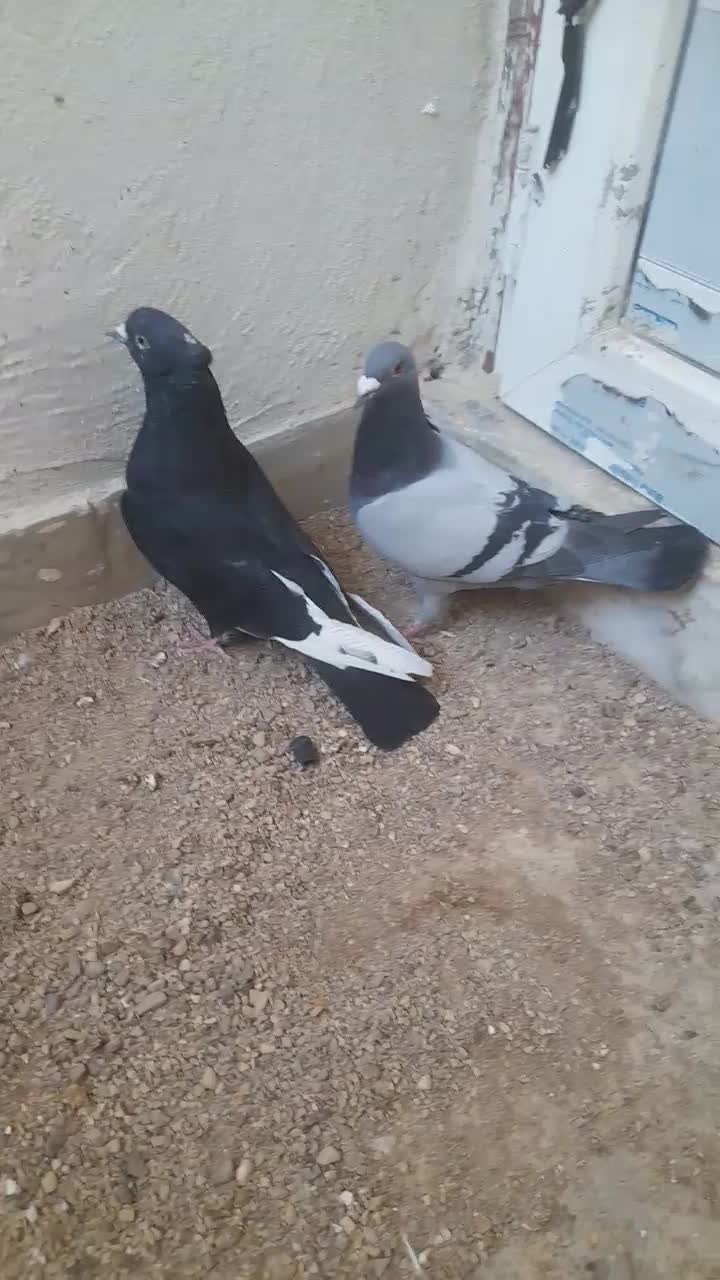 بدلیجات|بدلیجات|فسا, |دیوار