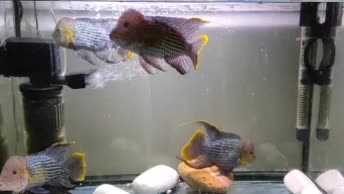 ماهی گرینتیلور AAA|ماهی|تهران, جوادیه تهرانپارس|دیوار