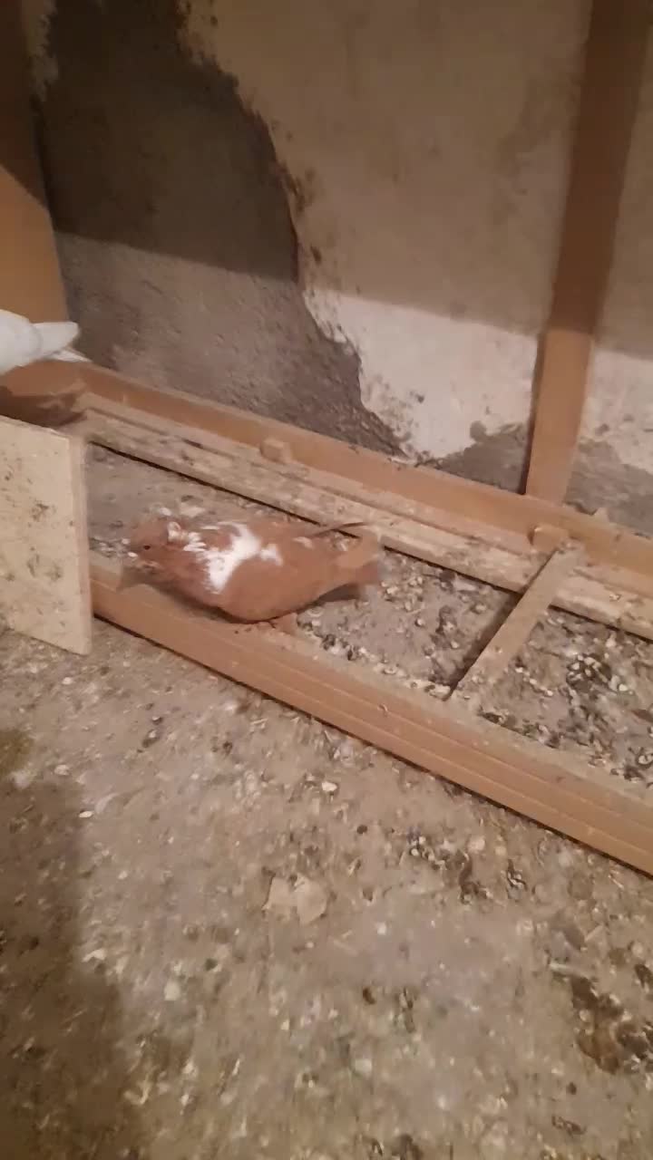 ککیلی|پرنده|اردبیل, |دیوار