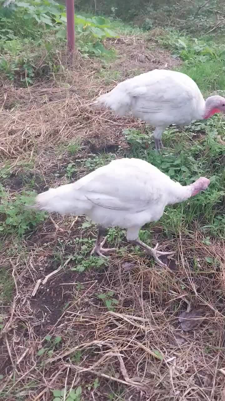 بوقلمون کیلویی 300 هزار تومان گوشتی|حیوانات مزرعه|شیرود, |دیوار