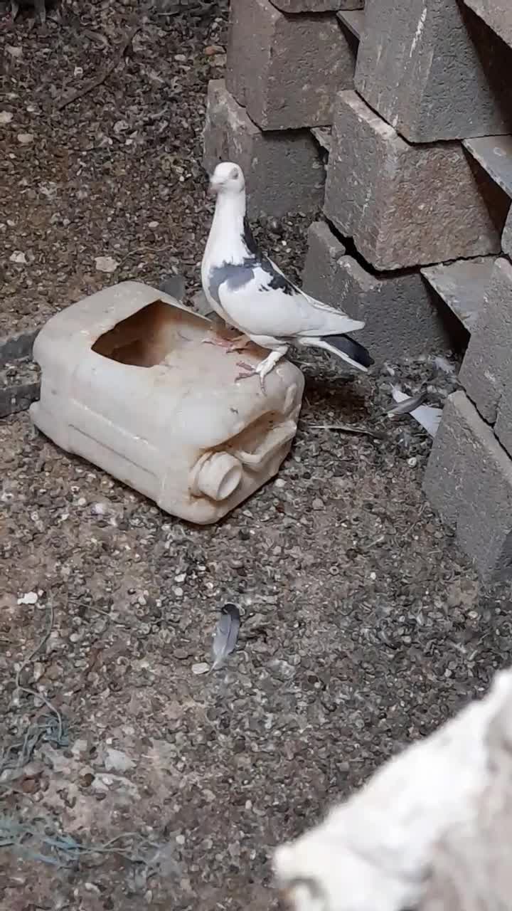 کبوتر خوب مسافتی|پرنده|داراب, |دیوار