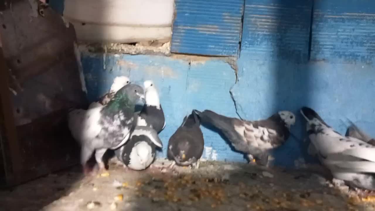 کبوتر زوردار|پرنده|اسلام‌‌آباد غرب, |دیوار