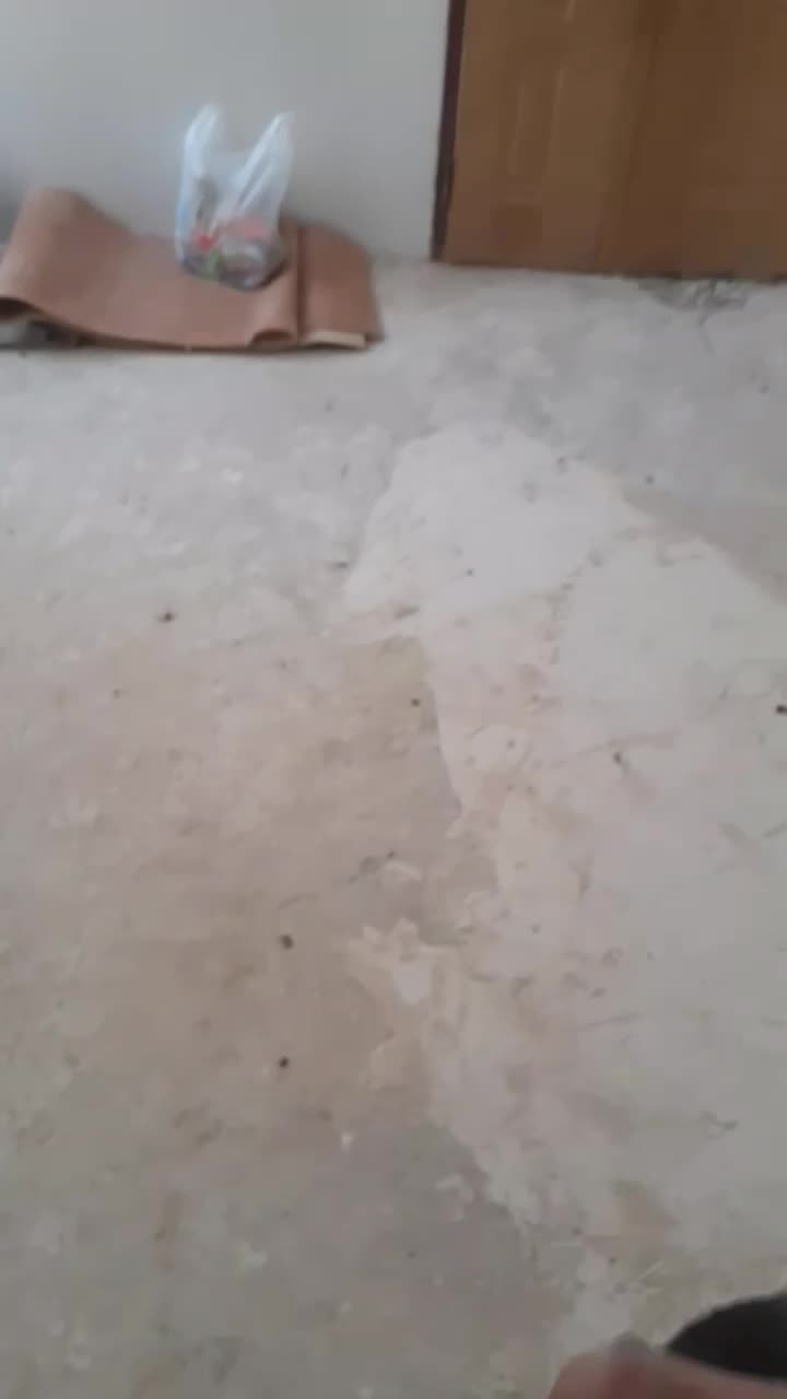 کبوتر|حیوانات|تبریز, |دیوار