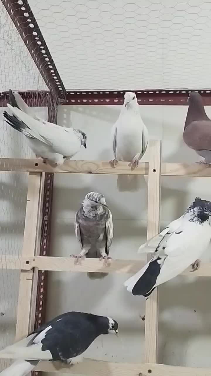 کفتر پرشی 70 عدد یجایی|پرنده|نسیم‌شهر, |دیوار