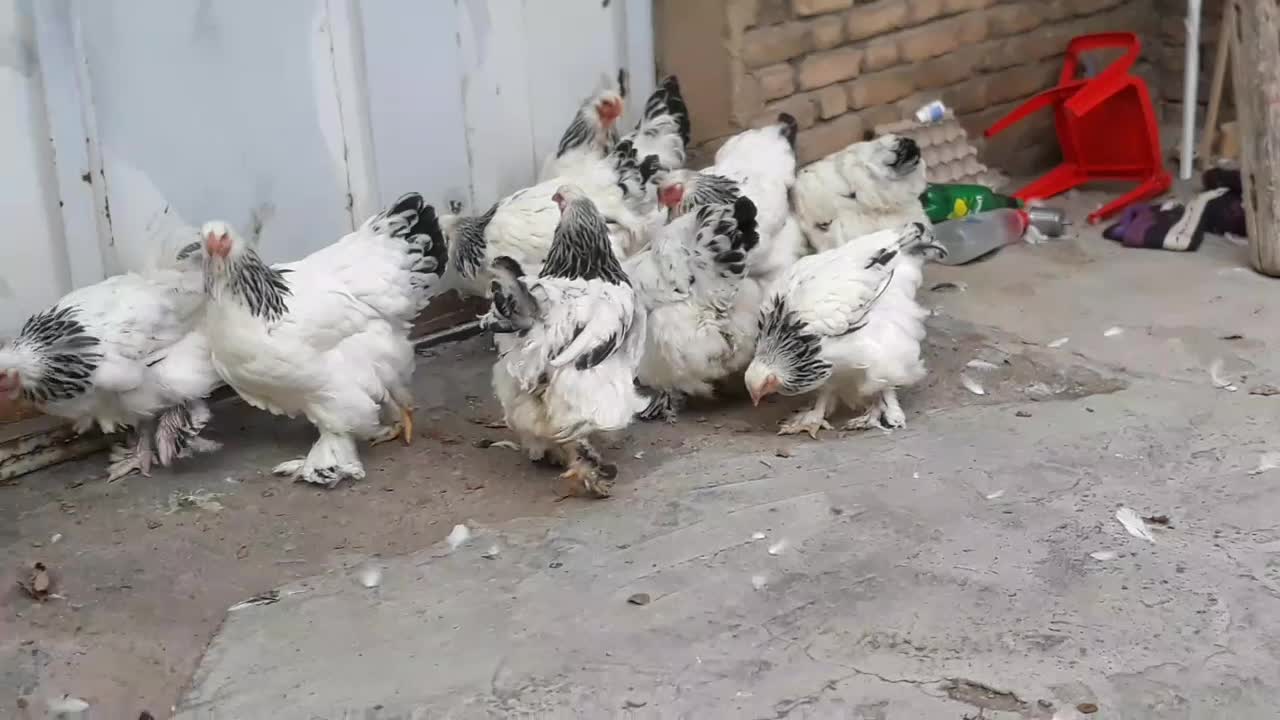 برهما|حیوانات مزرعه|مرند, |دیوار