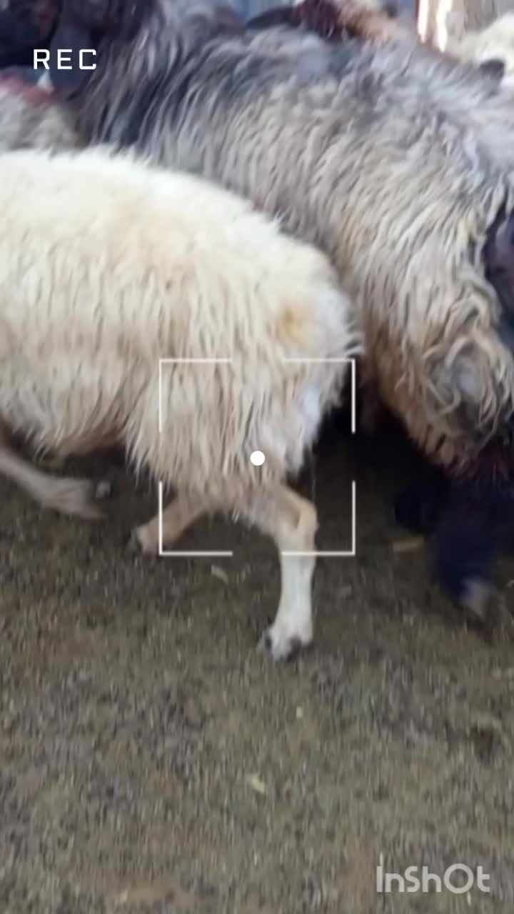 میش بره دار آبستن 15راس درجه یک|حیوانات مزرعه|میمند, |دیوار