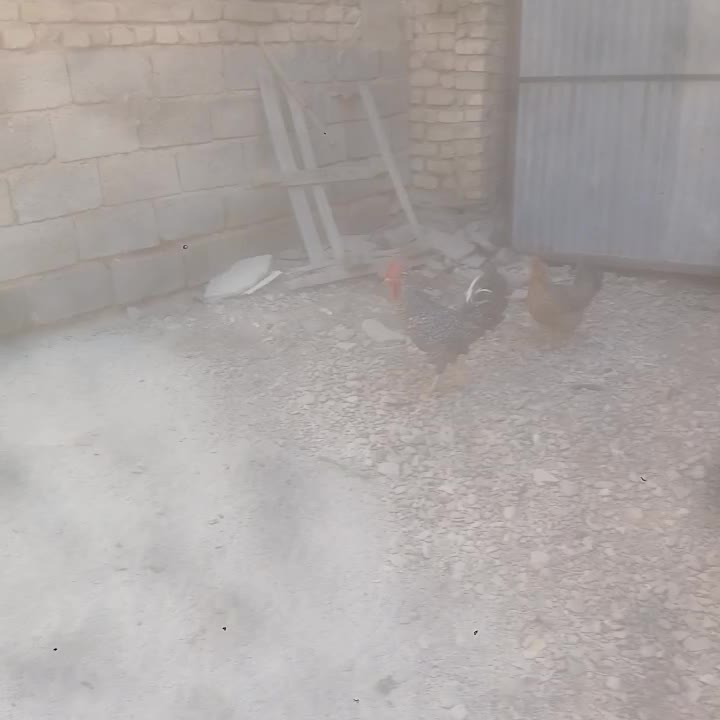 مرغ خروس|حیوانات مزرعه|سیدان, |دیوار