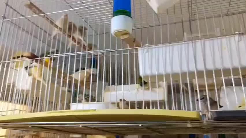 فنچ گلدین|پرنده|اصفهان, آزادگان|دیوار