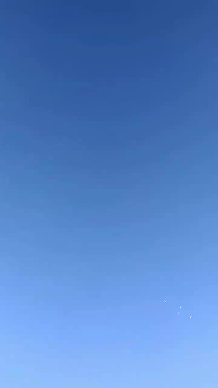 فروش کبوترنر پر حوالی سامان|پرنده|سامان, |دیوار