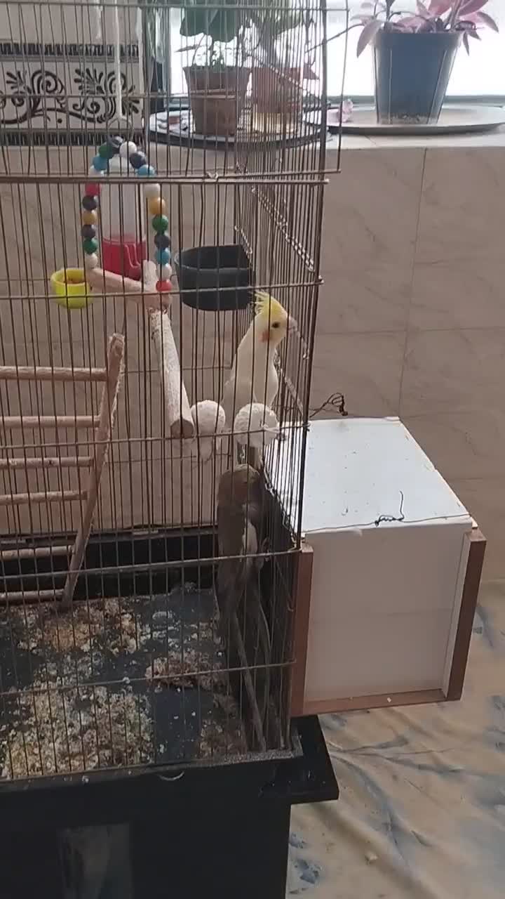 عروس هلندی|پرنده|کرمان, |دیوار