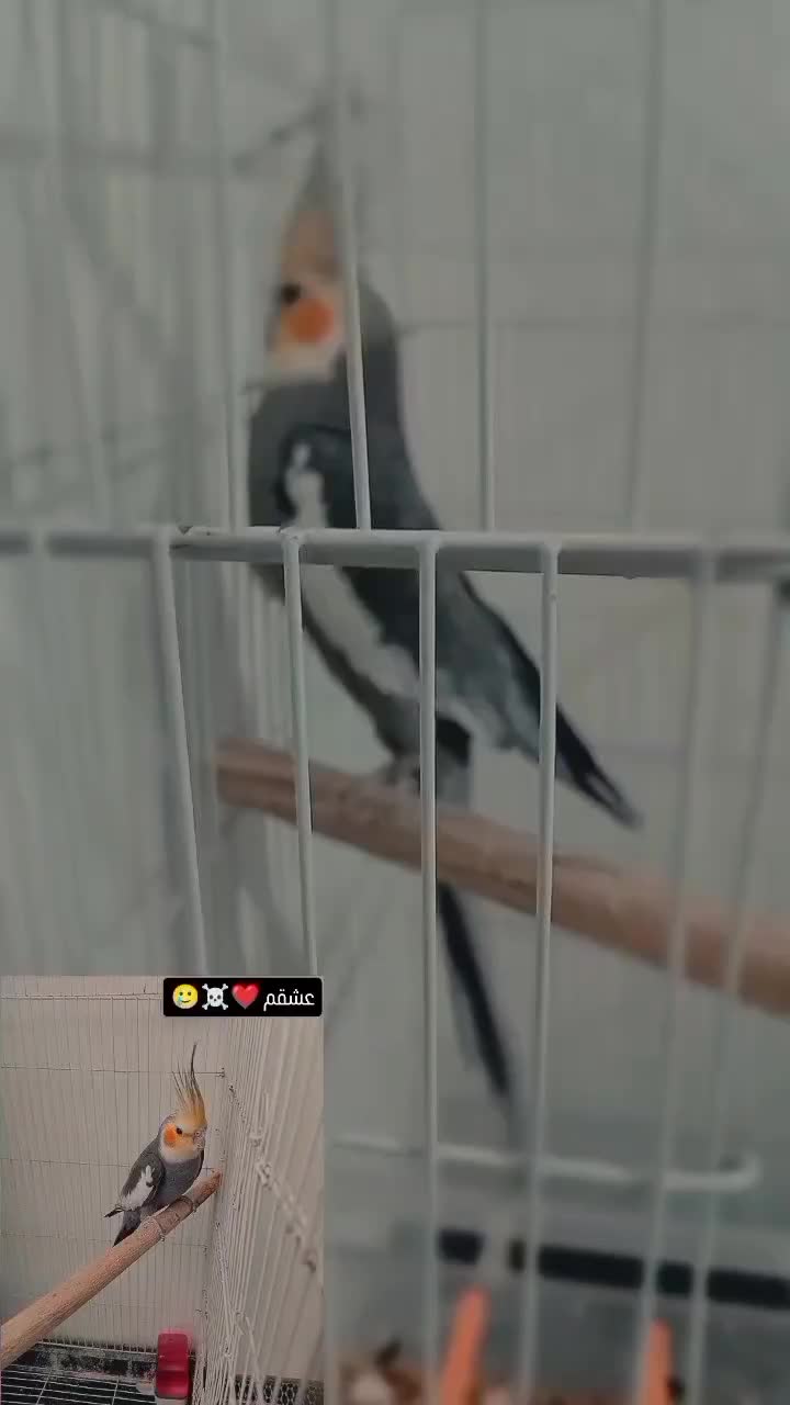 عروس هنلدی اصیل|پرنده|پیرانشهر, |دیوار