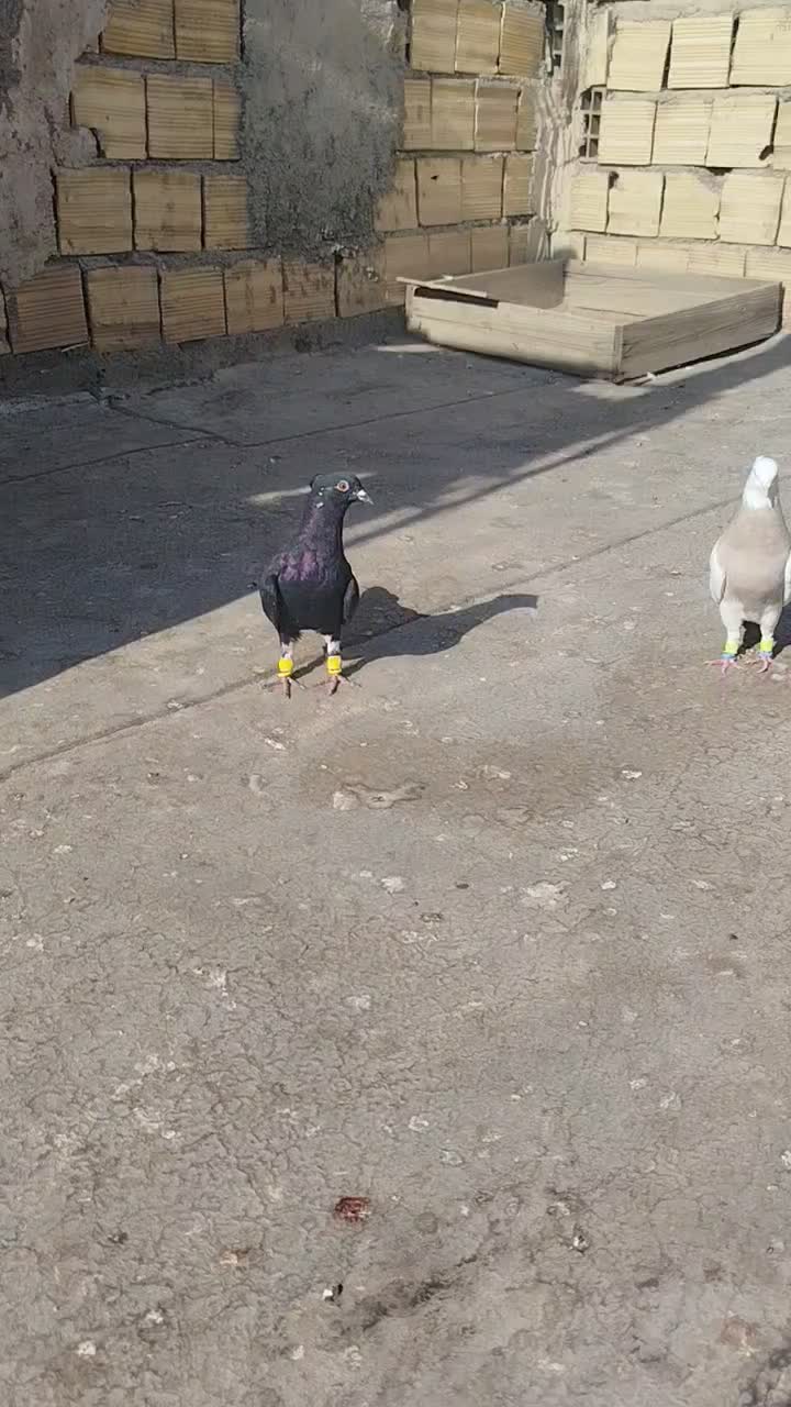 کفتر زل دم سفید طوقی هفت‌رنگ خطی|پرنده|محمدیه-قزوین, |دیوار