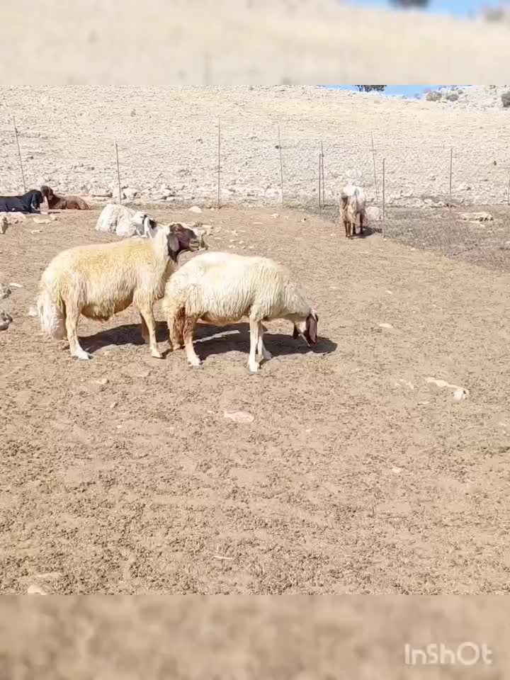 ورن سنجابی اصیل|حیوانات مزرعه|دالاهو, |دیوار