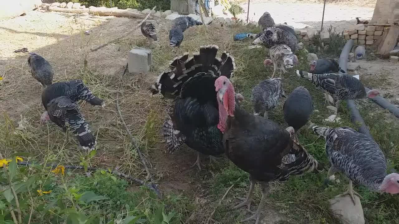 حیوانات مزرعه|حیوانات مزرعه|فیروزآباد (فارس), |دیوار