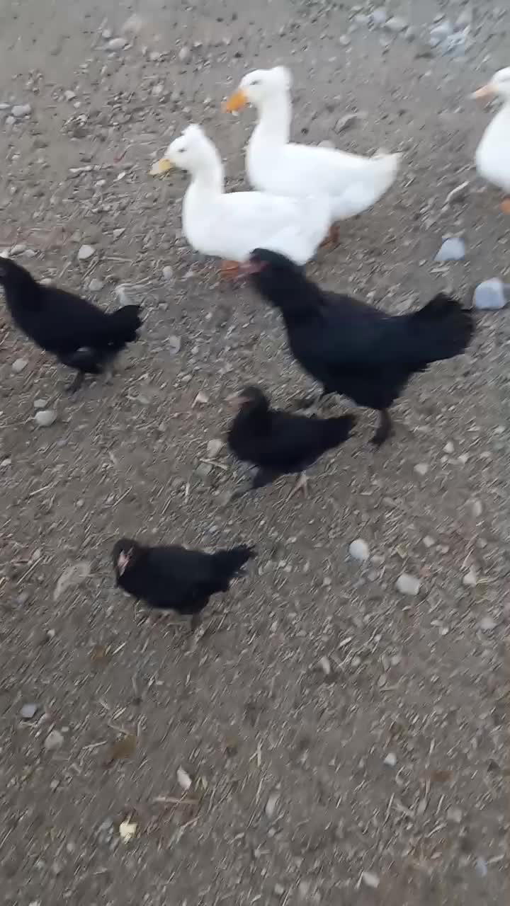 جوجه مرندی و اردک|حیوانات مزرعه|آشتیان, |دیوار