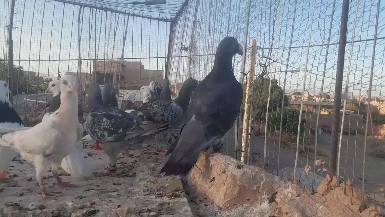 کبوتر|پرنده|سبزوار, ابارش|دیوار