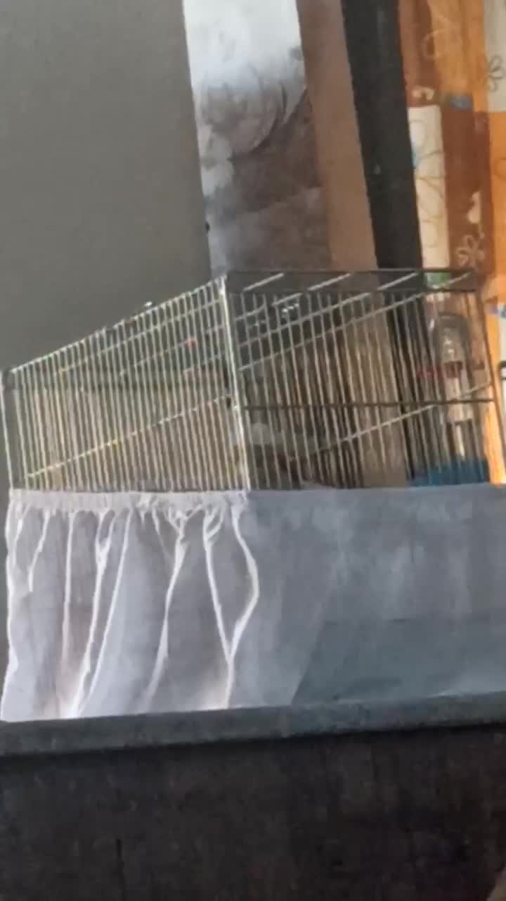 سهره اس عطیقه|پرنده|تهران, مسعودیه|دیوار