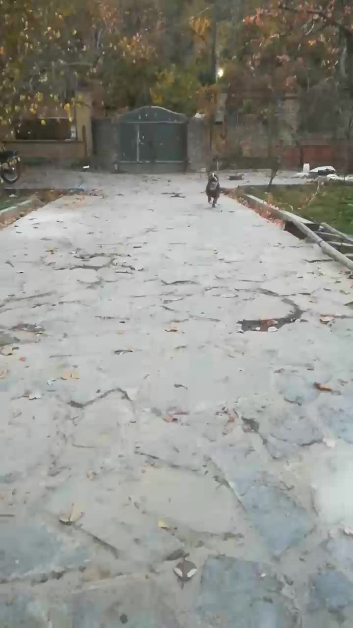 سگ پیت بول|سگ|مشهد, وکیل‌آباد|دیوار