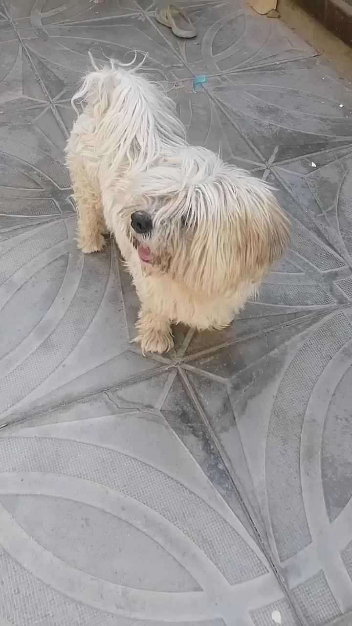 فروش سگ پاکوتاه برفی|سگ|تربتحیدریه, منظر|دیوار