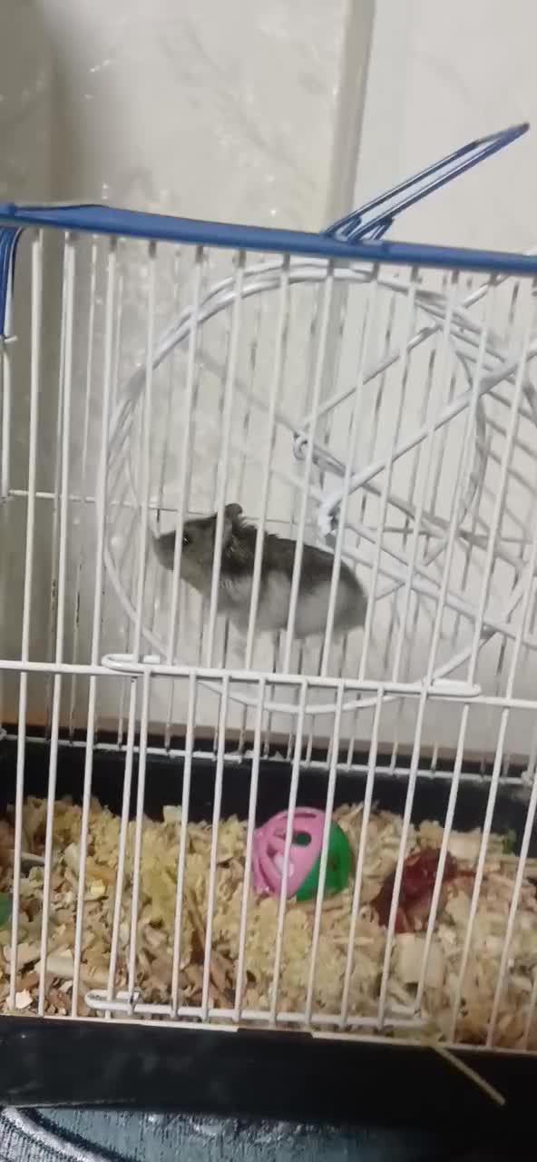 همستر نژاد دار همراه با وسایل|موش و خرگوش|اراک, |دیوار