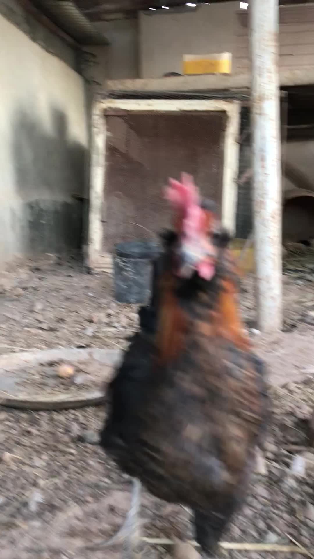 فروش خروس سلطان جوان 5ماهه|حیوانات مزرعه|اصفهان, شهرک میلاد|دیوار