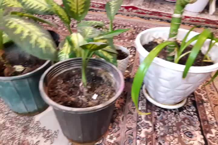 گل دیفن شادب و سرحال|گل و گیاه طبیعی|اصفهان, کارلادان|دیوار