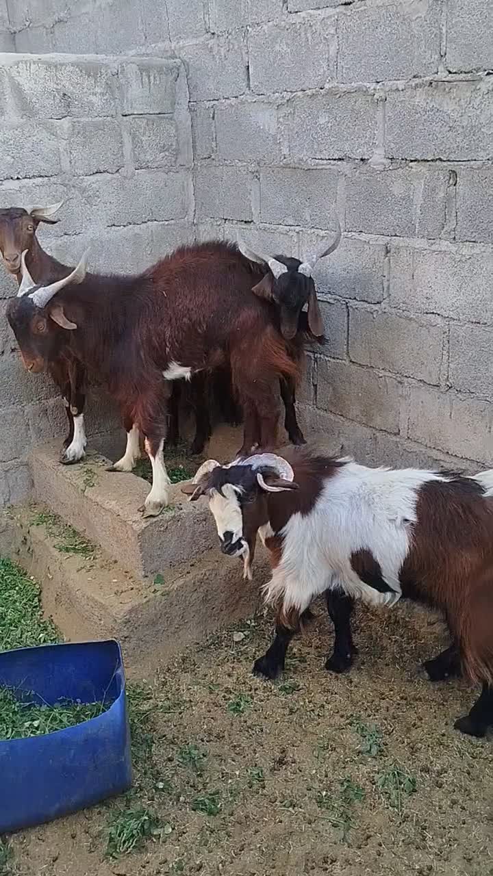 فروش فوری دوتروشت|حیوانات مزرعه|مهرستان, |دیوار