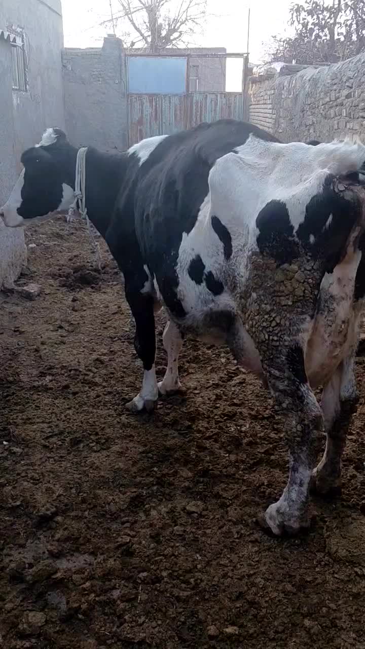 گاو با گوساله ماده ۳۵کلیوشیر|حیوانات مزرعه|قوچان, |دیوار