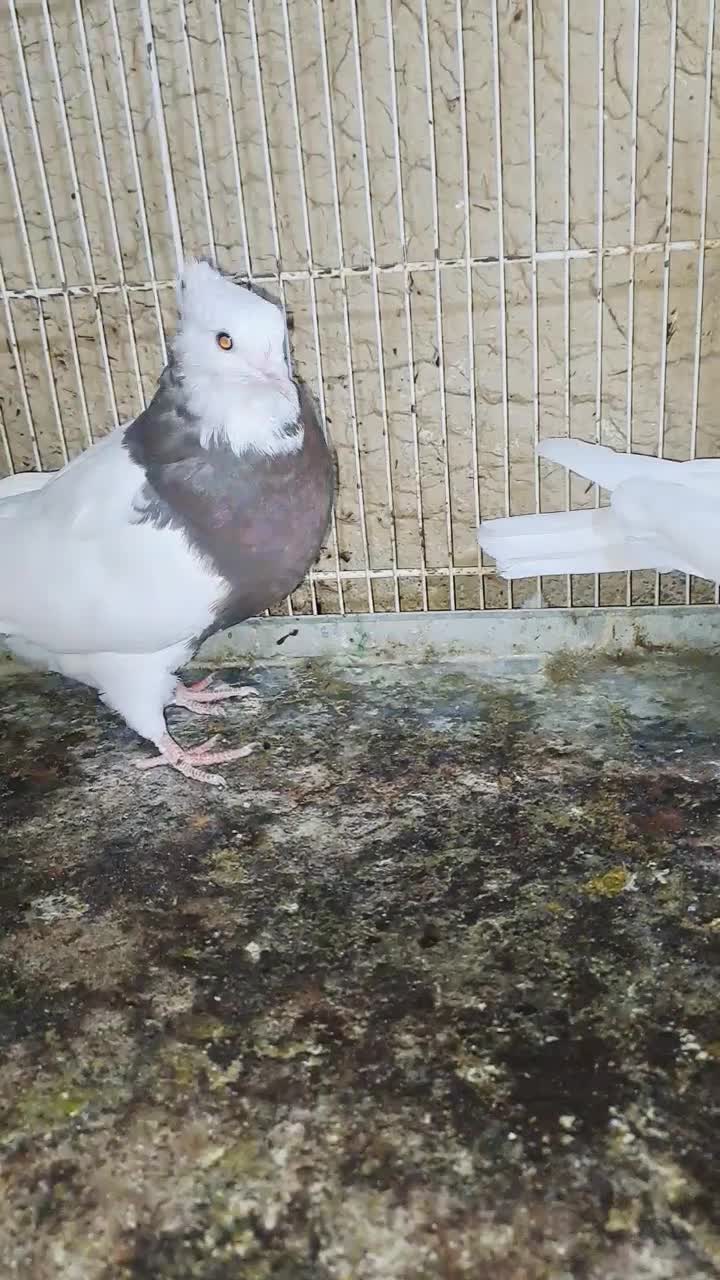 فروش کبوتر|پرنده|شیراز, آبیاری|دیوار