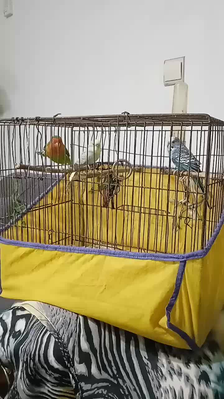 طوطی برزیلی و مرغ عشق|پرنده|سنگر, |دیوار