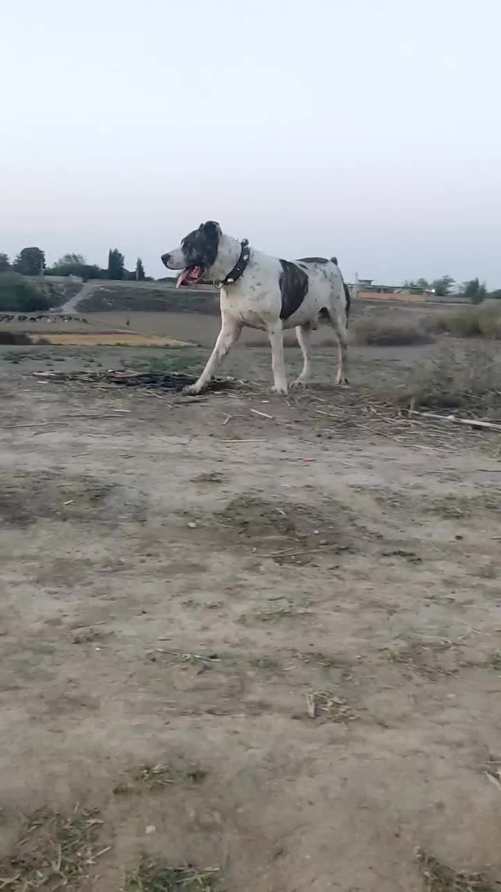 فروشی|سگ|آزادشهر, |دیوار