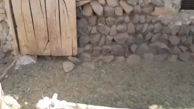 انواع بره و کره|حیوانات مزرعه|بافت, |دیوار