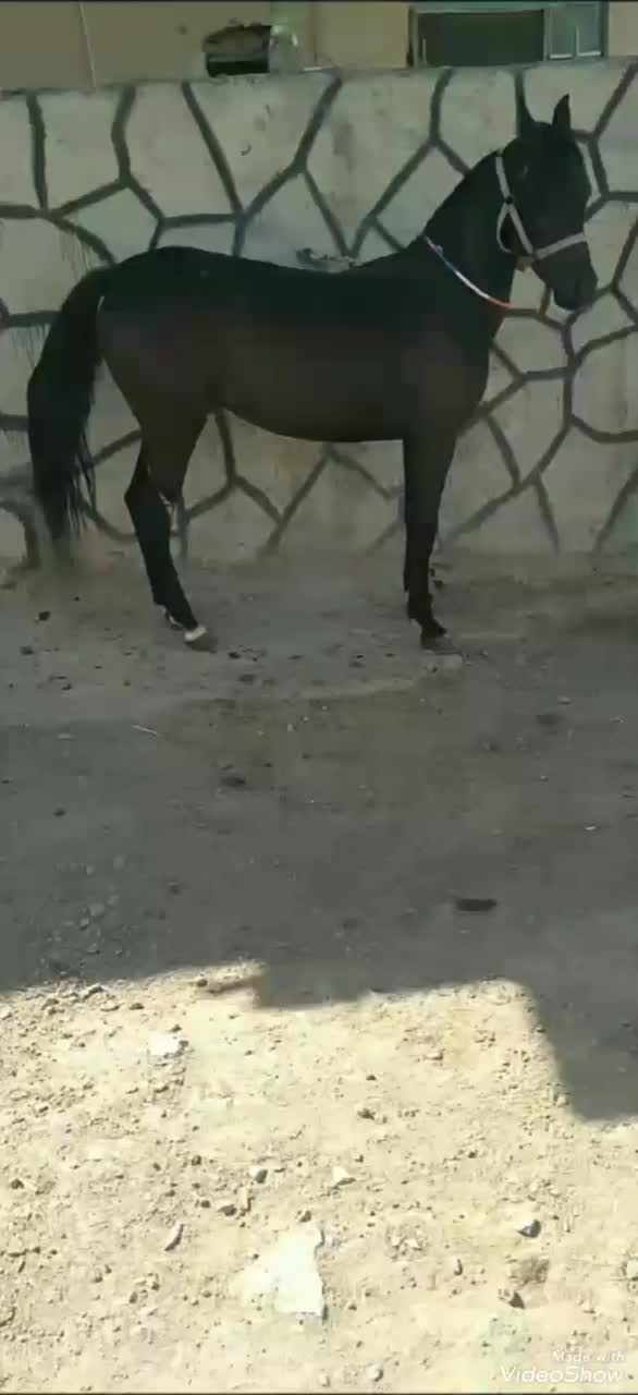 اسب‌ مادیان‌ عرب|اسب و تجهیزات اسب‌سواری|زنجانرود, |دیوار