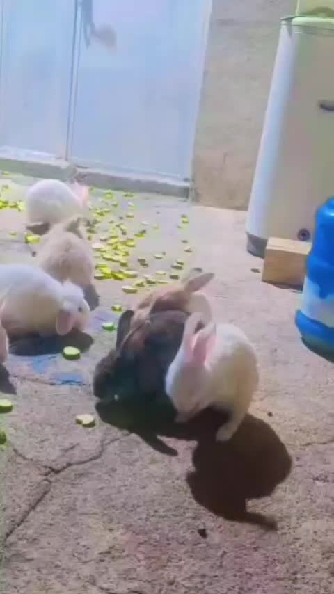 خرگوش لوپ|موش و خرگوش|دوگنبدان, |دیوار