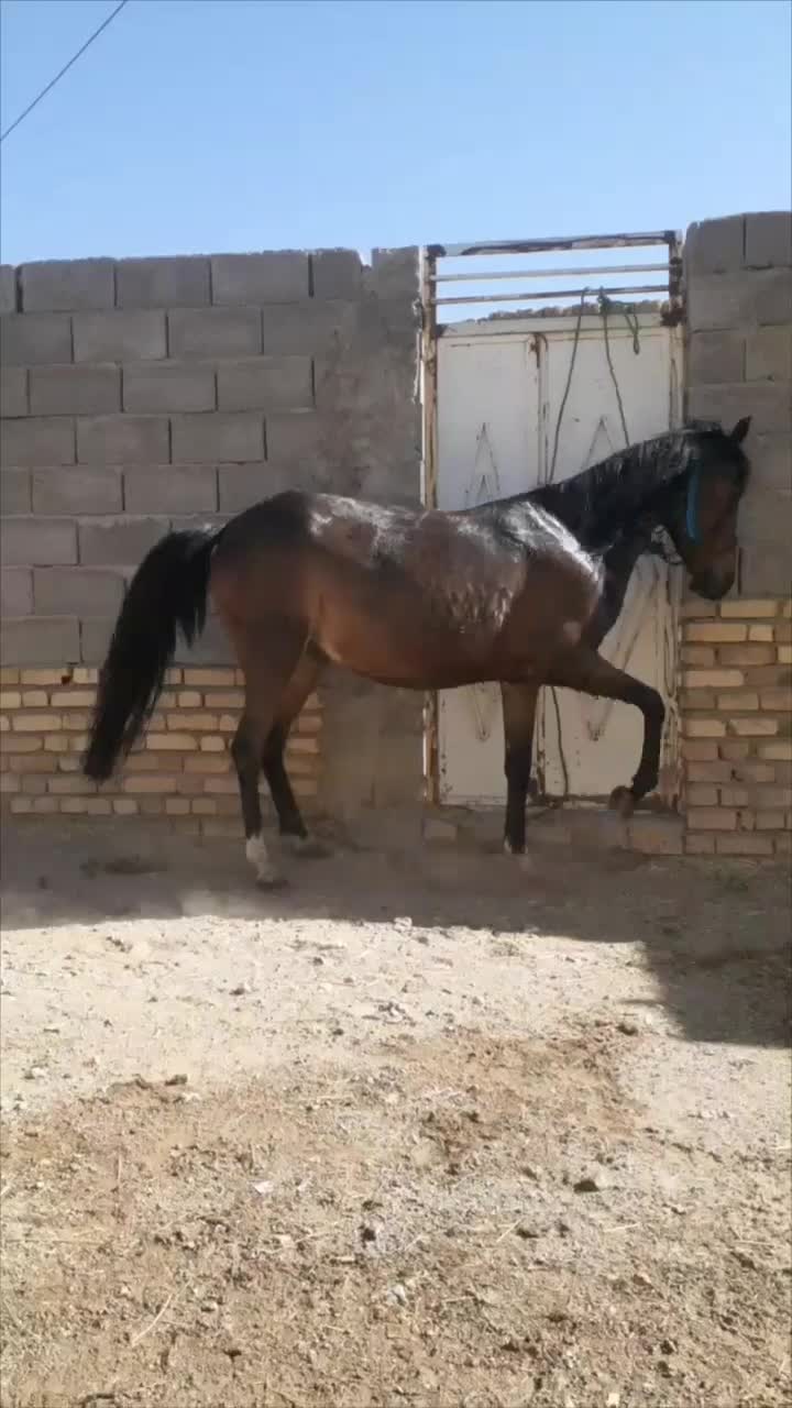 مادیان ۶ساله عرب|اسب و تجهیزات اسبسواری|زنجان, |دیوار