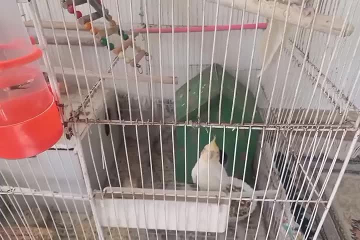 عروس هلندی|پرنده|مشهد, ایوان|دیوار